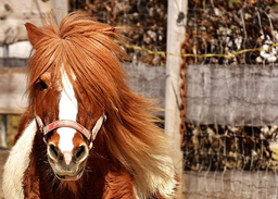 Pony reiten